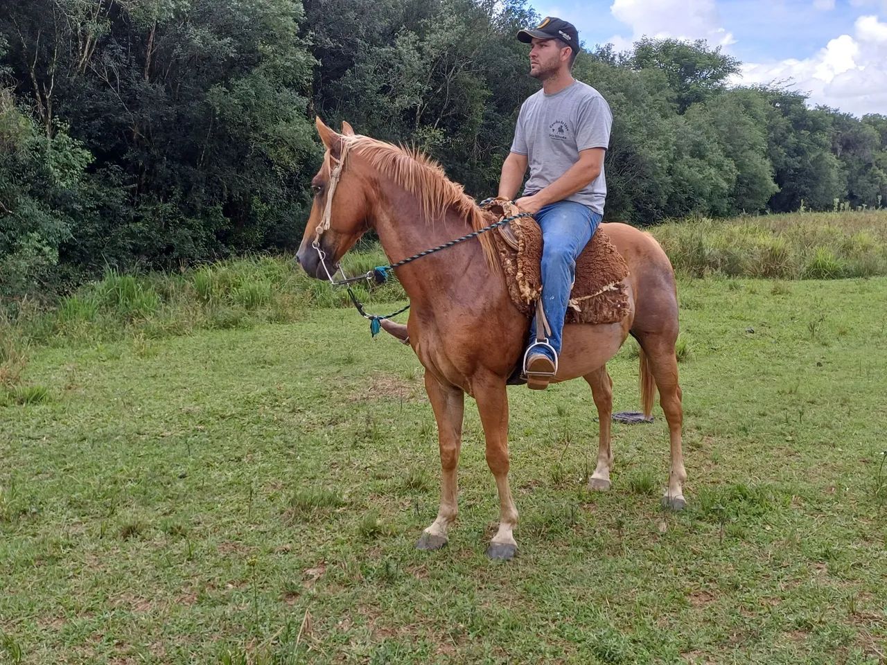 Cavalo quarto de milha de confiança  - Foto 3