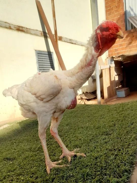 VENDO ÍNDIO GIGANTE "RAÇUDO " - Foto 2