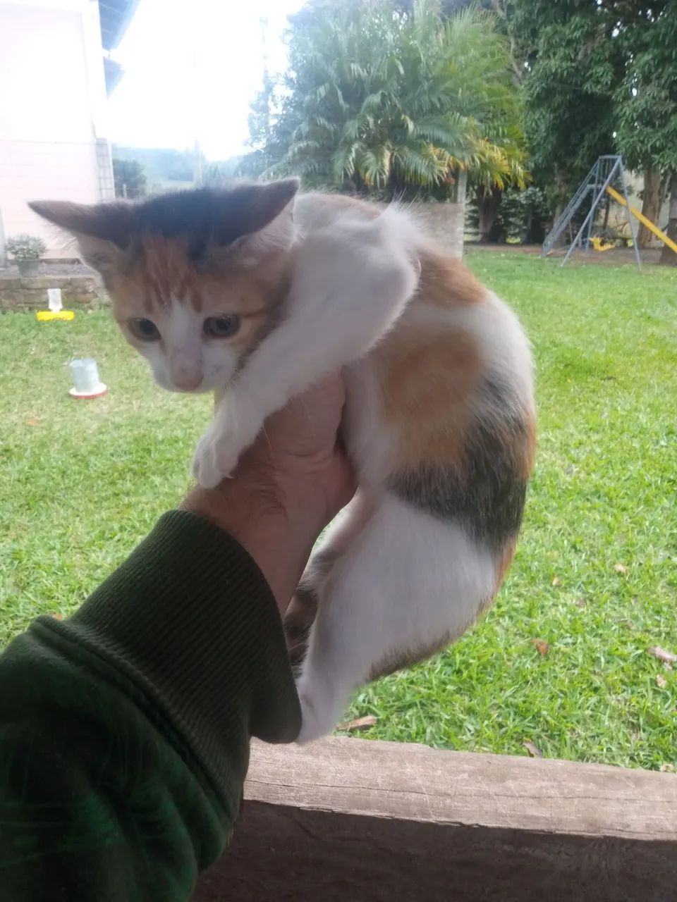Gatinhas  disponíveis para adoção - Foto 3