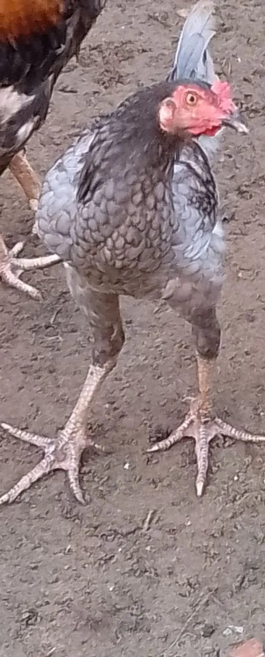 Galo