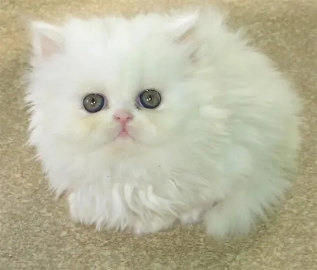 Filhote de Gato Persa macho