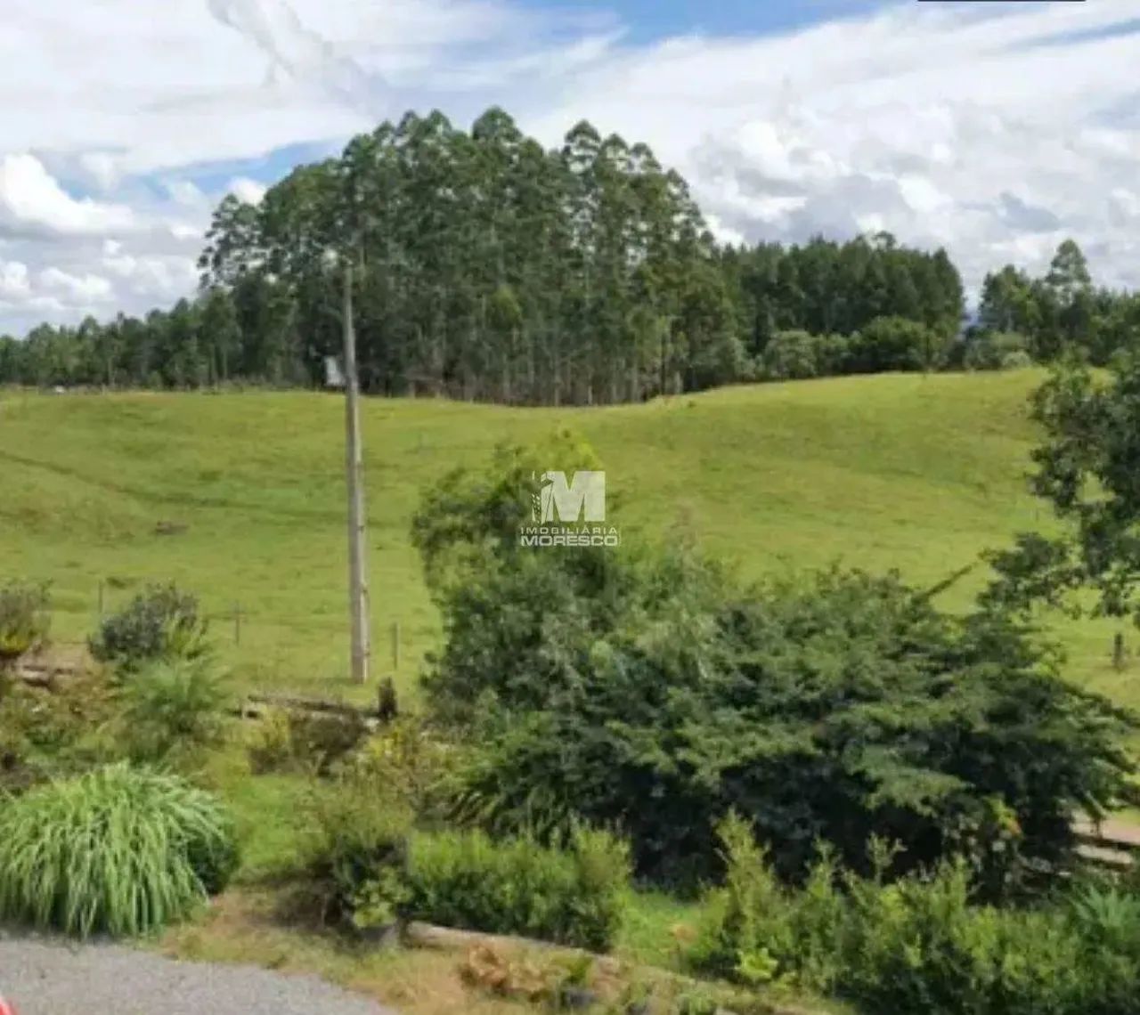 Fazenda com reflorestamento de Pinus e Eucaliptos - Foto 4
