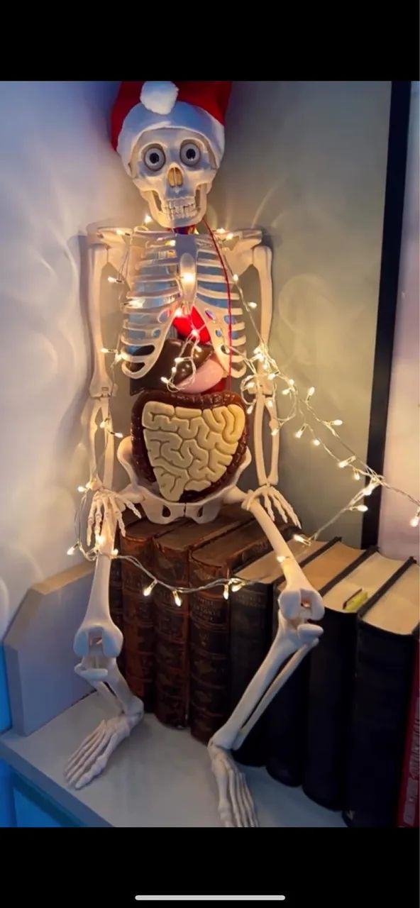 Esqueleto didático - Foto 3