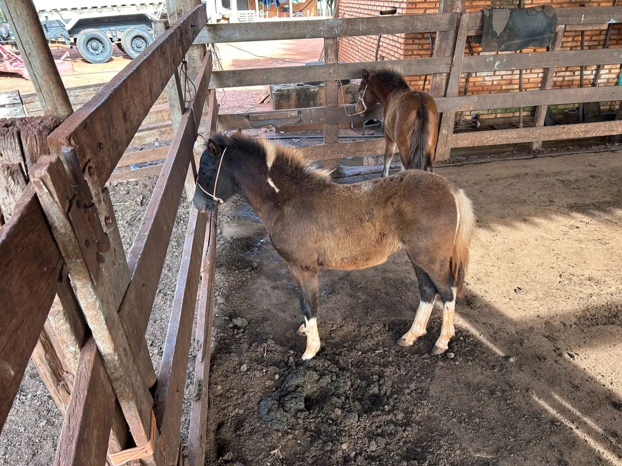Mine Ponei garanhão