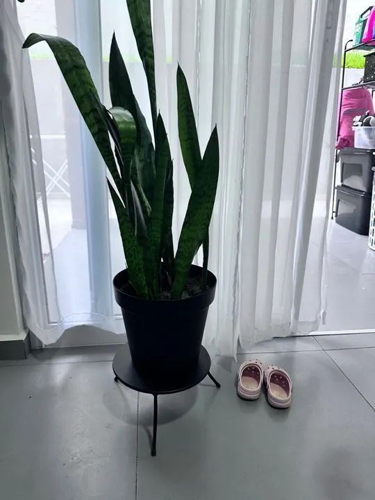 Plantas em vaso - Foto 4