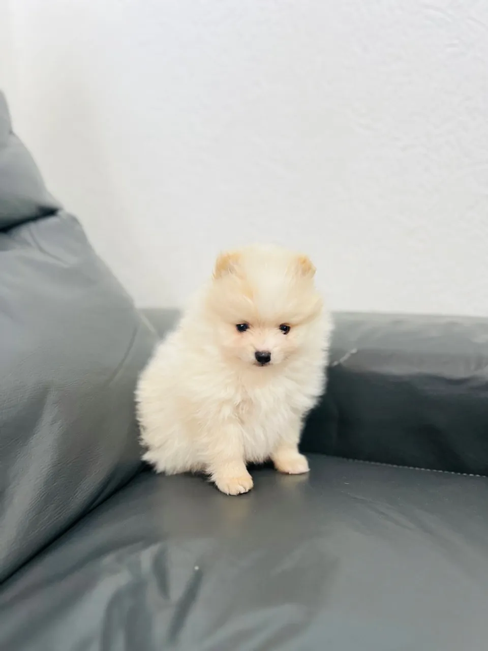 Filhote de Spitz Alemão - Fofura em 4 patas!