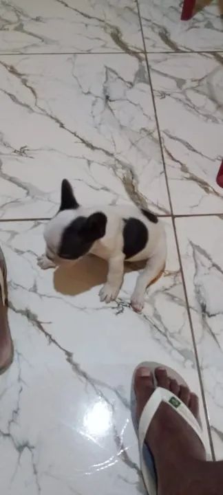 Buldog de procedência 