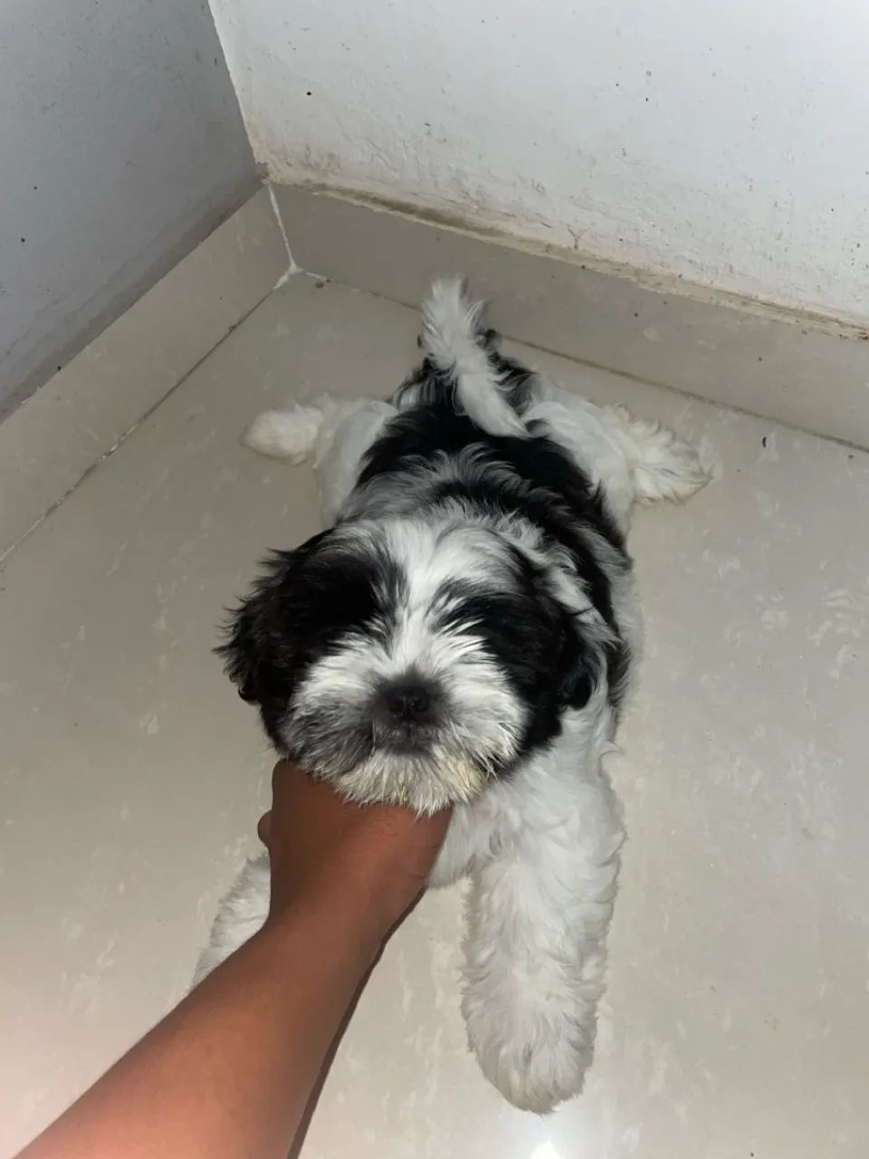 Filhote Shih Tzu fêmea 