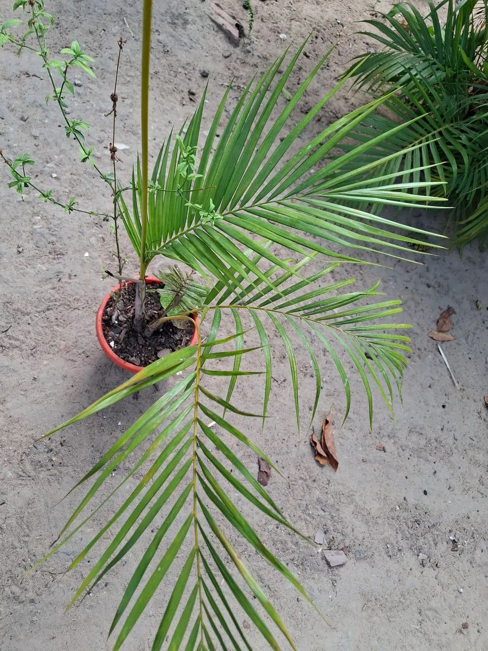 Palmeira Bambu - Foto 3