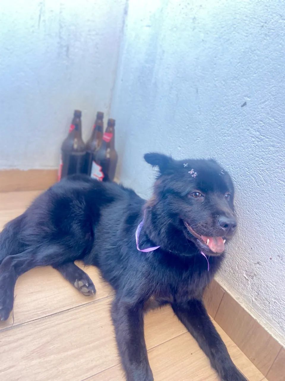 Doação de cachorra  - Foto 2
