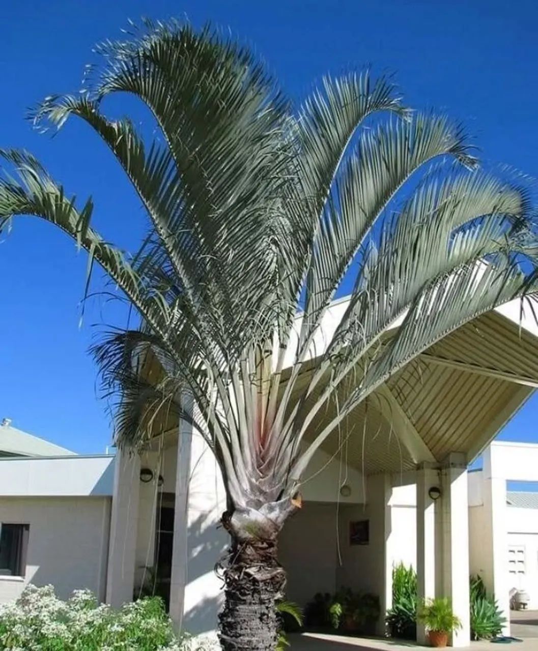 Palmeira Triangular para Jardim - Charme e Elegância - Foto 3