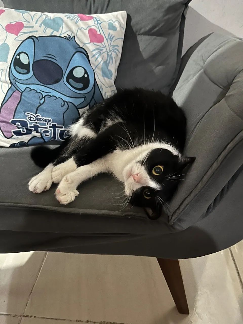 Doação de gatinha