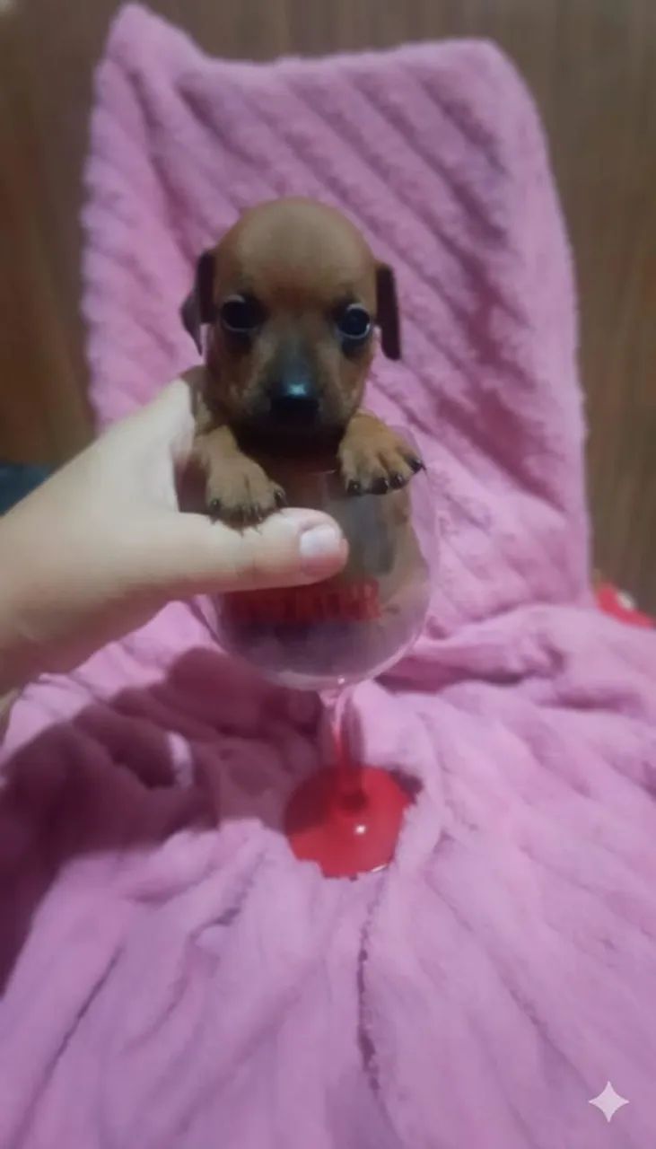 Pinscher zero fêmea  - Foto 4