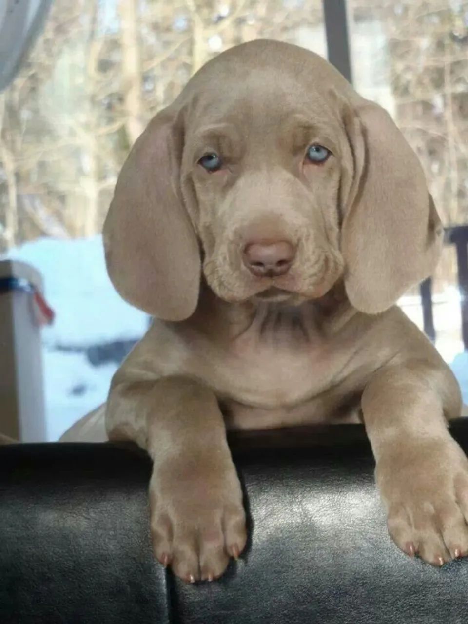Weimaraner Filhotes  - Foto 3