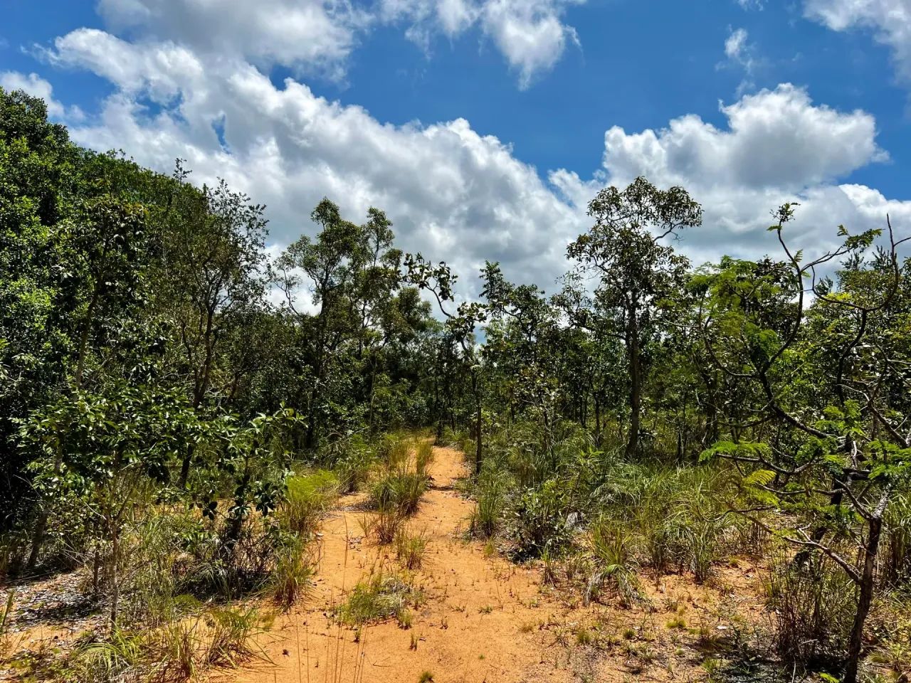 Excelente Área. Com:193 Hectares,  município de Darcinópolis - TO - Foto 5
