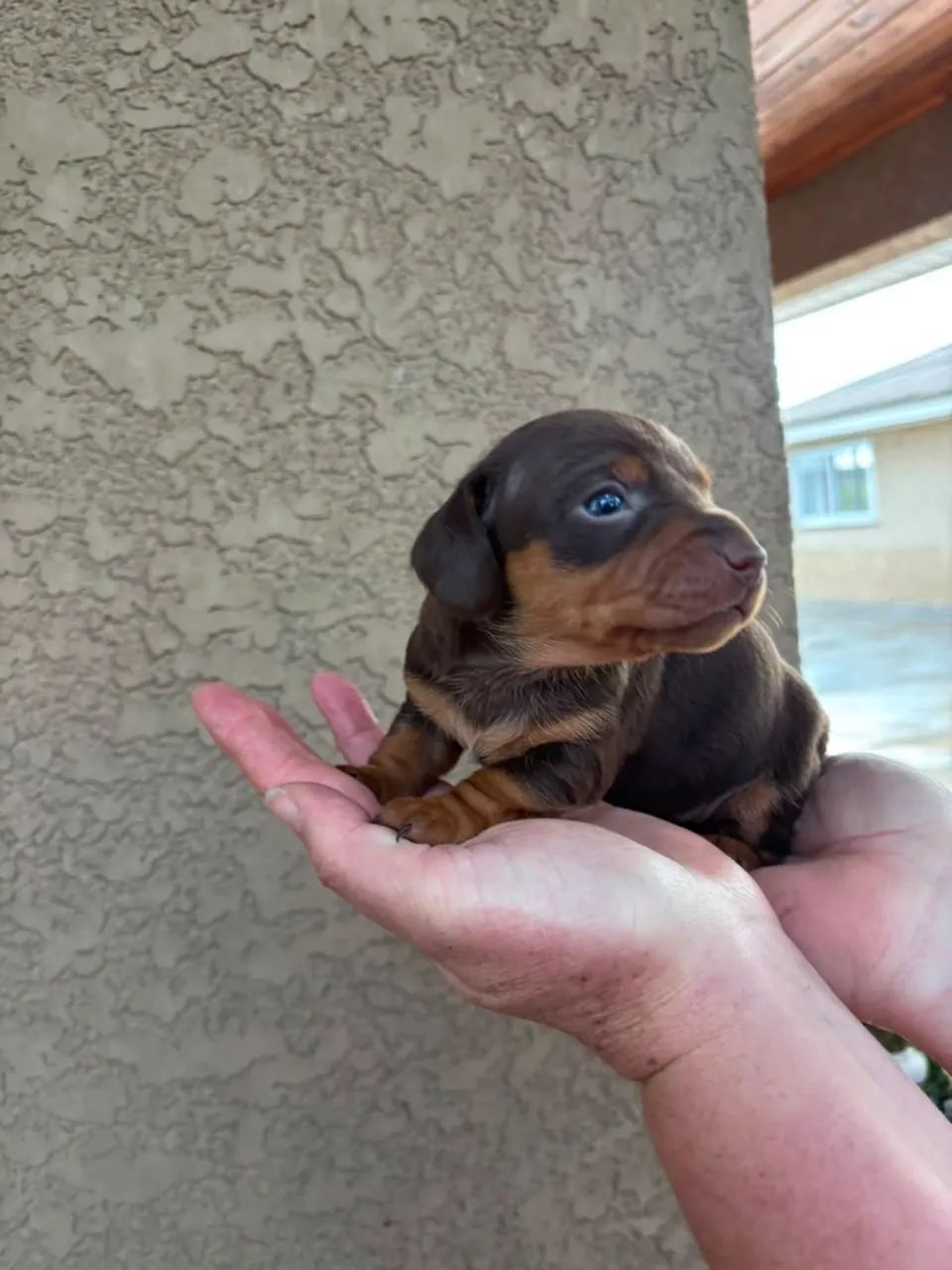 Dachshund  - Foto 2