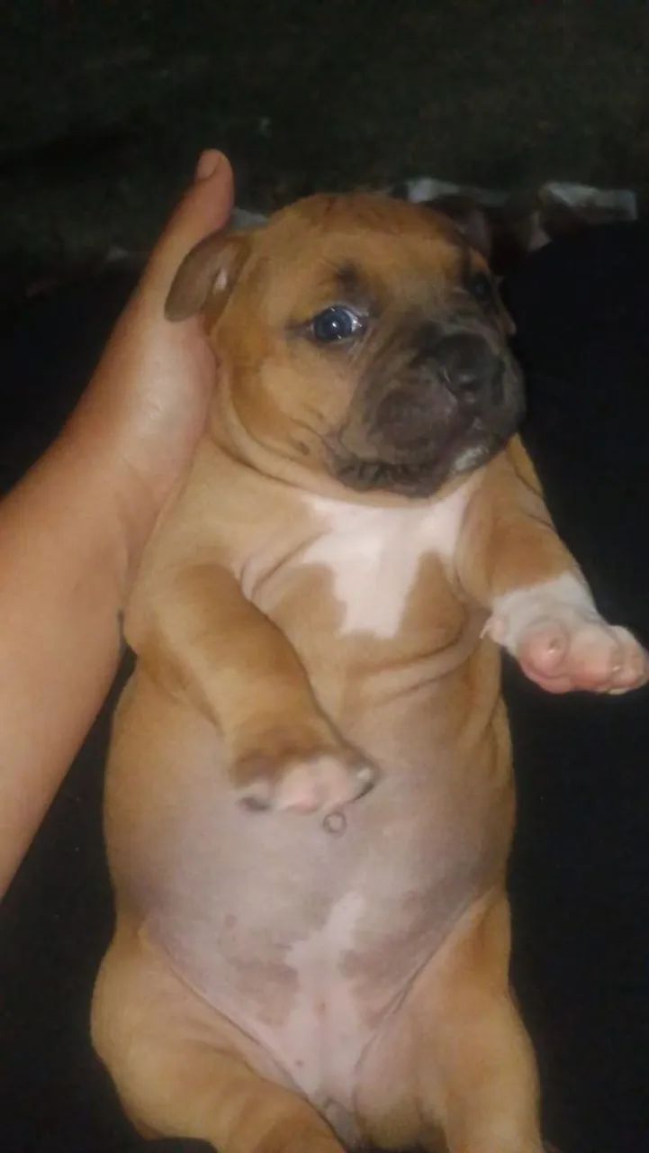 Pitbull - Foto 2