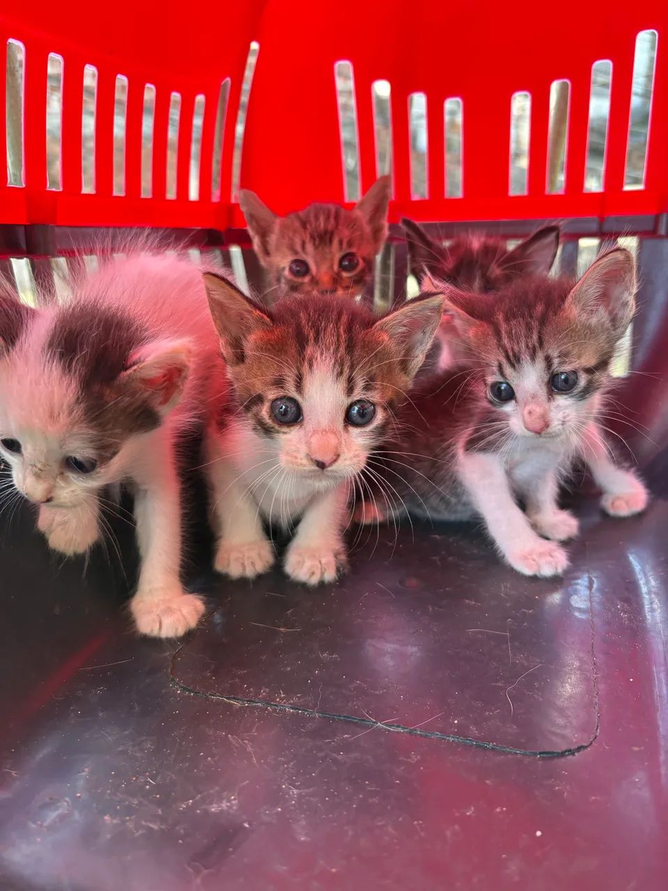 Gatinhos disponíveis p adoção  - Foto 3