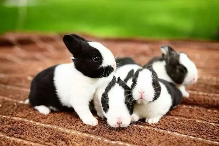 Vendo mini coelhos 