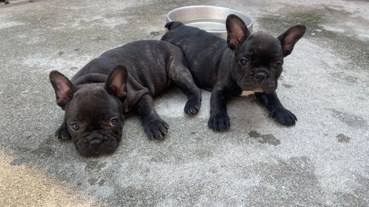 Bulldog  - Foto 3