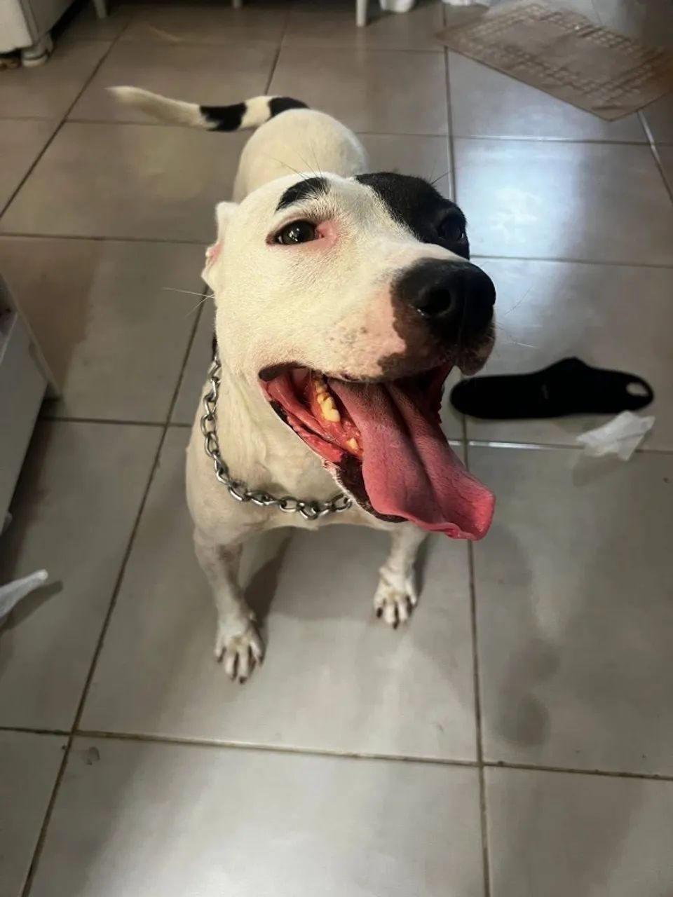 Adoção Responsável  - Foto 2