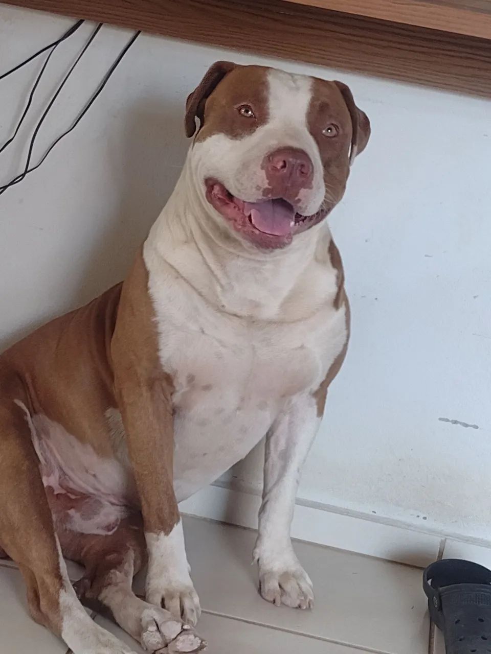 Pitbull filhotes  - Foto 3