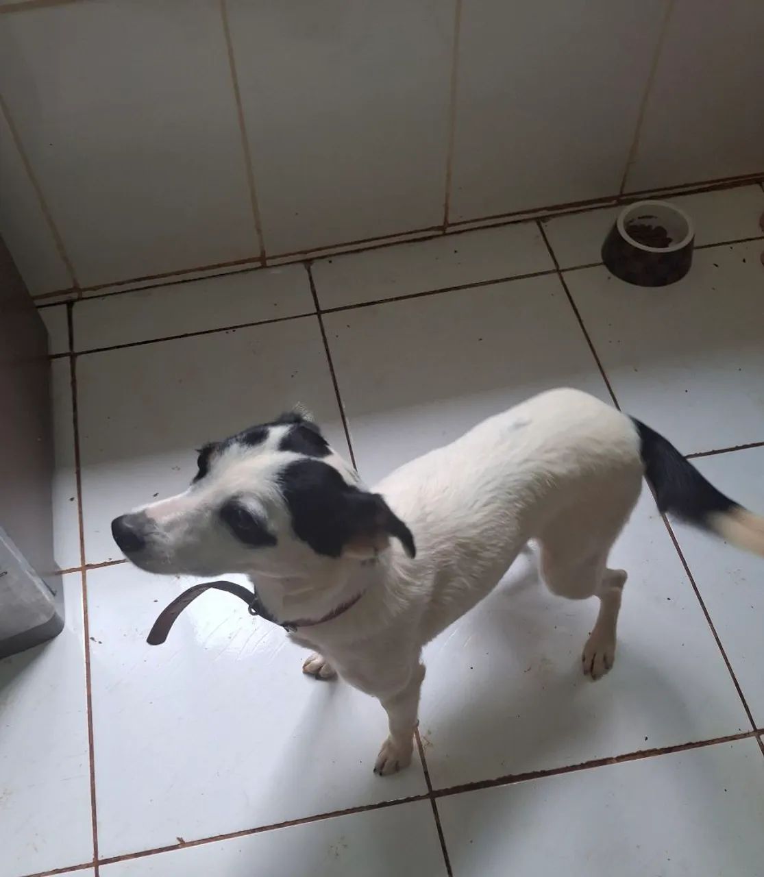 Cachorra castrada (1)