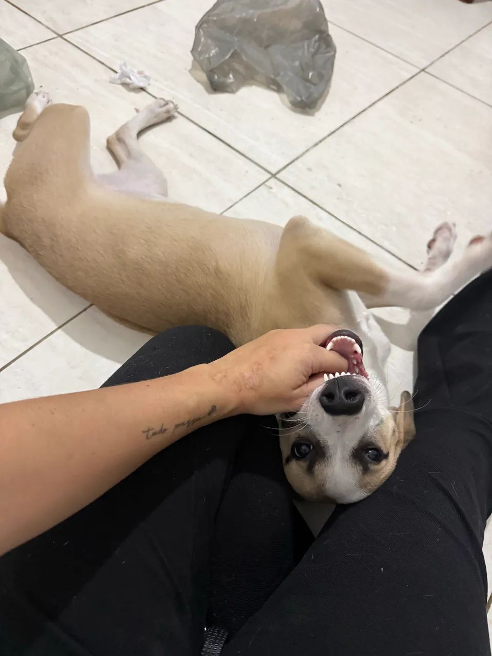 Cachorrinha  - Foto 3