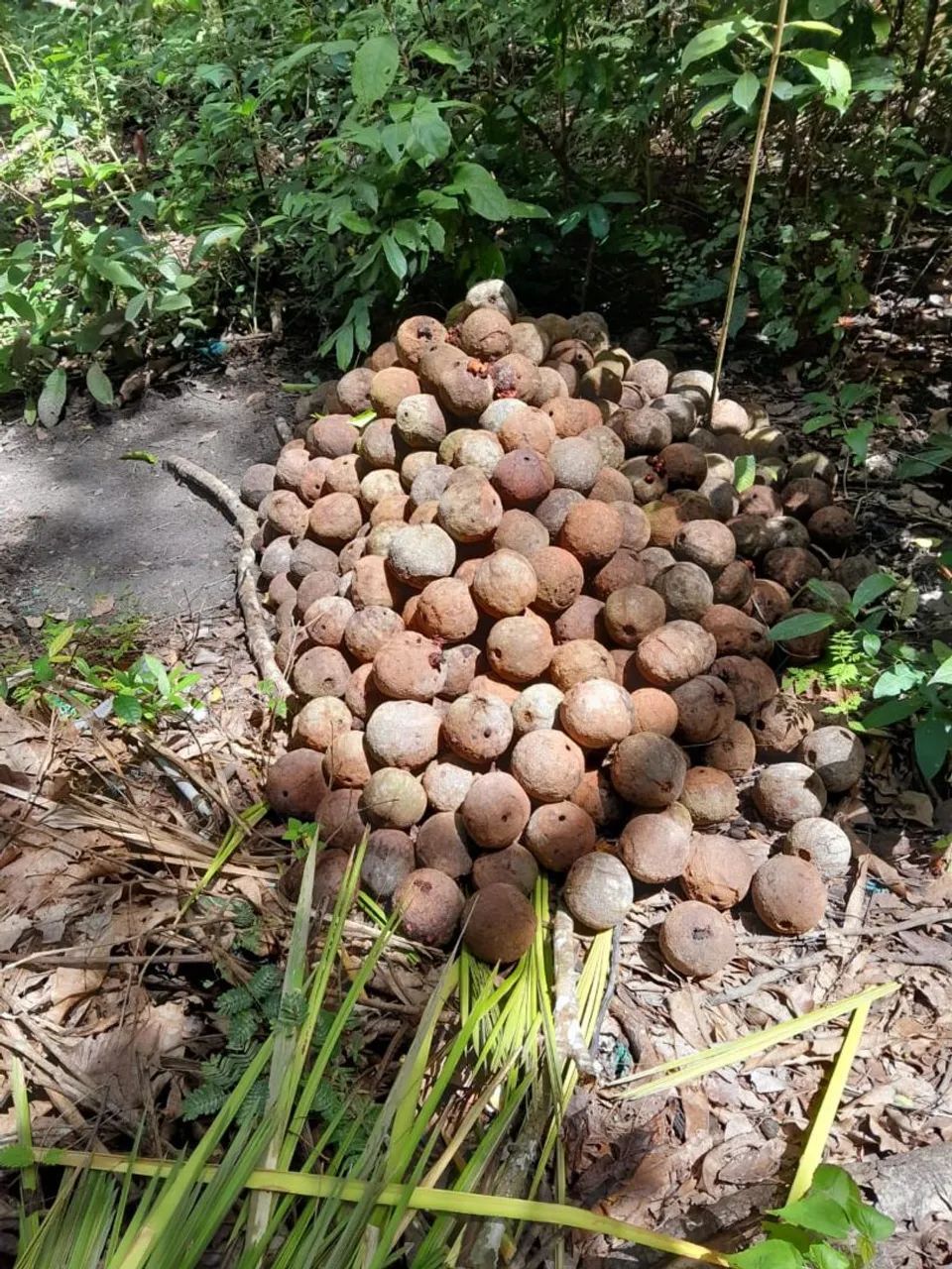 Castanha do Pará  - Foto 2