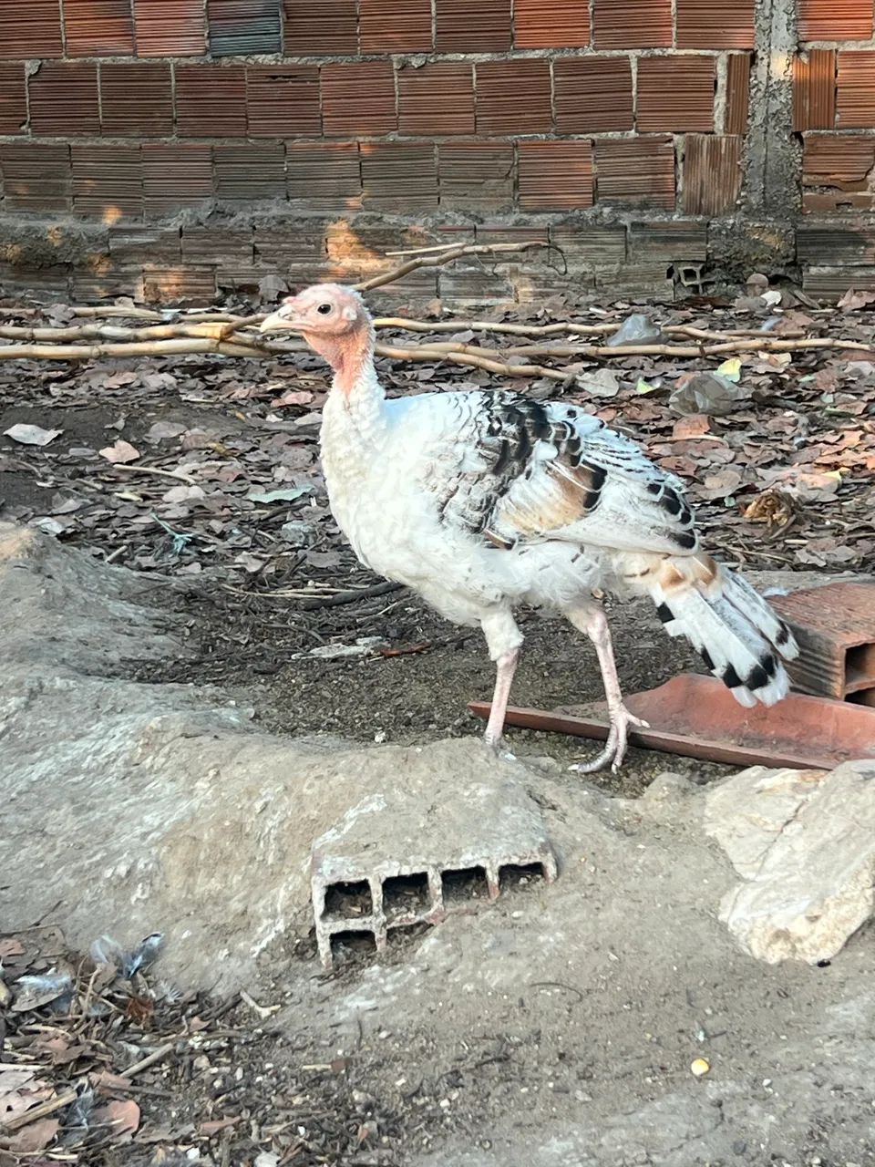 Perus novos vendo lote - Foto 4
