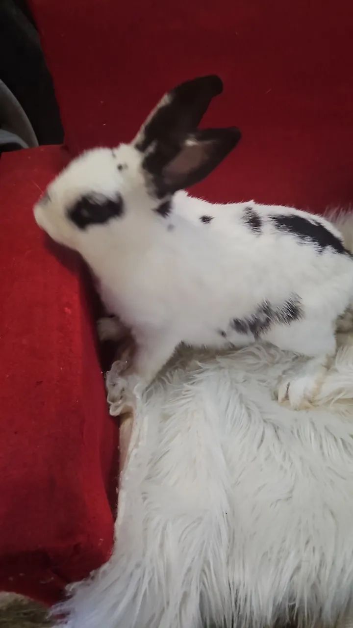 Mini coelho pra venda machos promoção - Foto 5