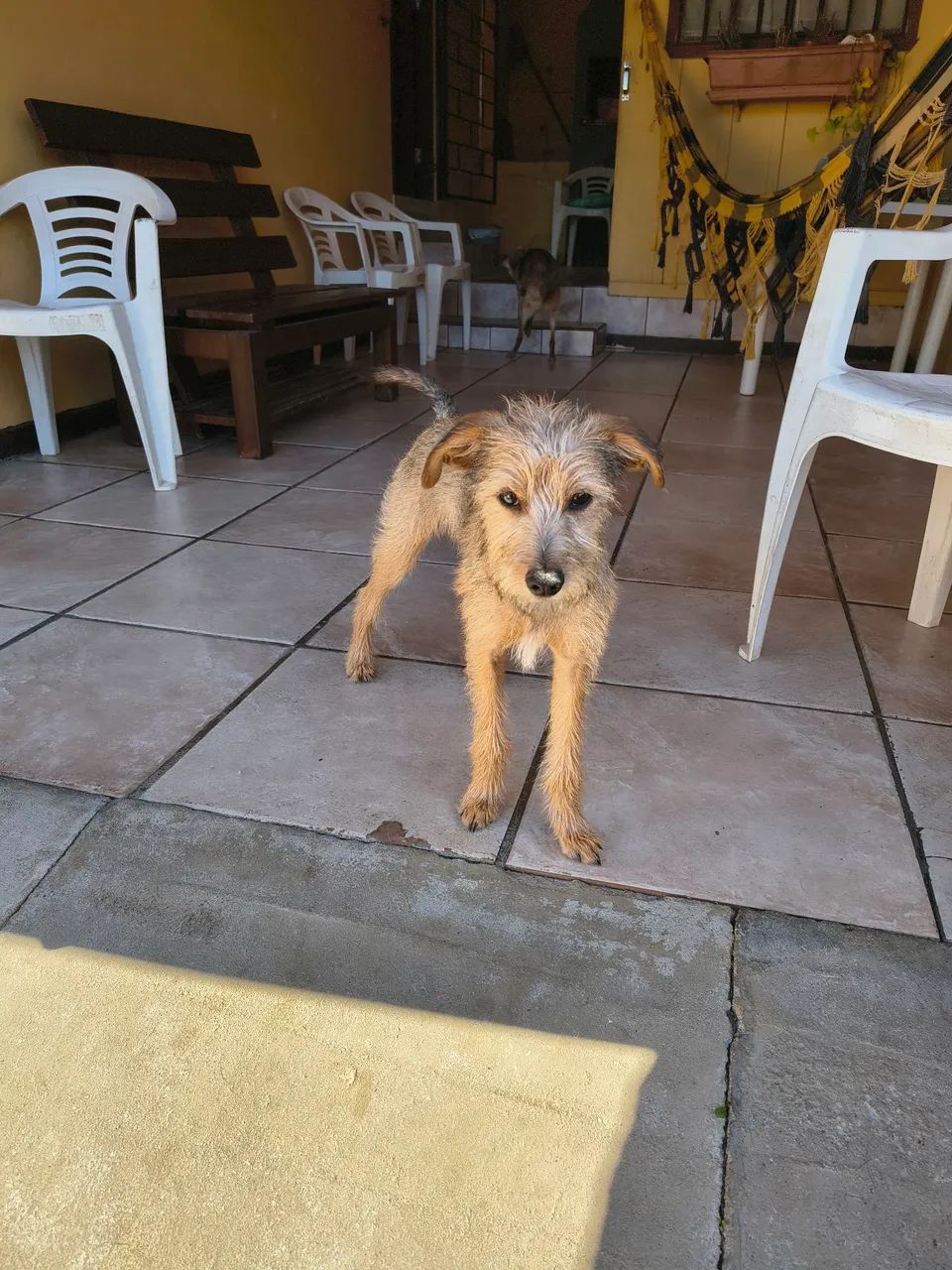 Doa se cachorro 