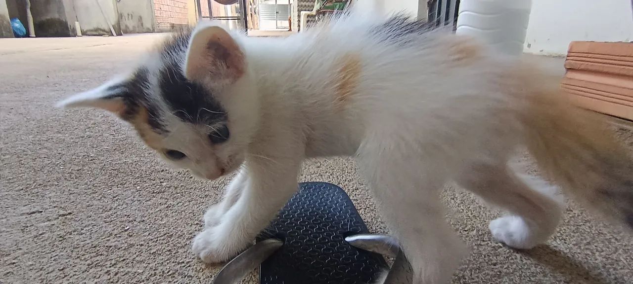 Doação de gatos - Foto 4