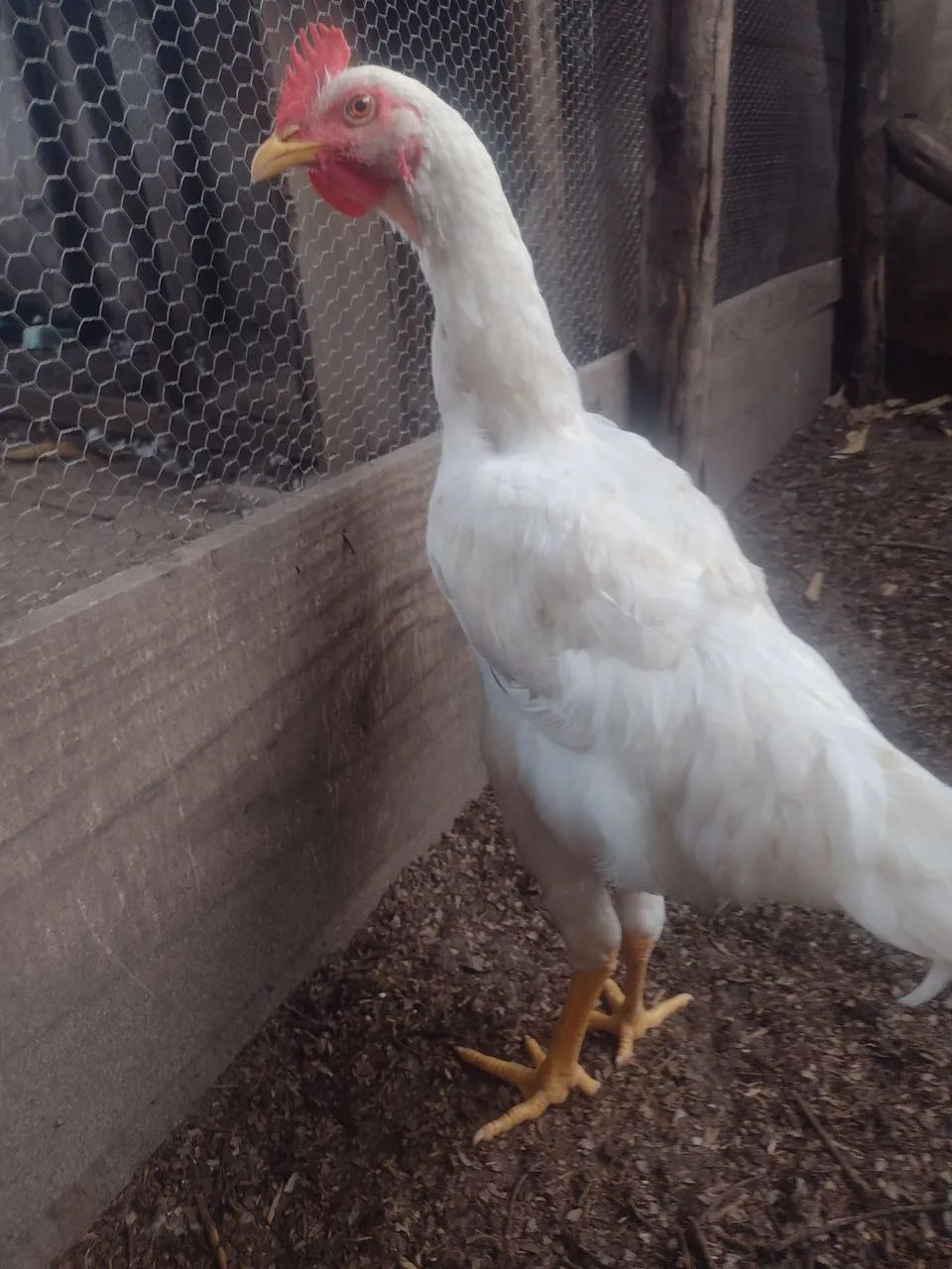Frango caipira - Foto 2