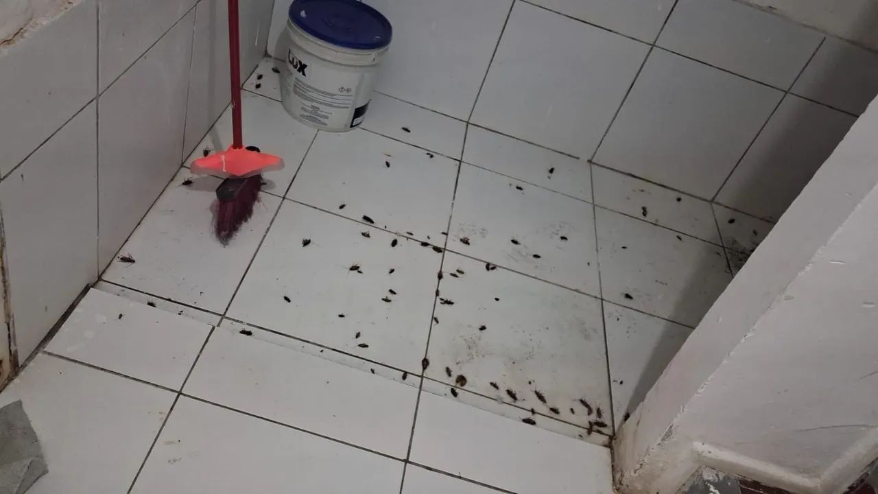 Dedetização em Maceió a partir de R$99! - Foto 3