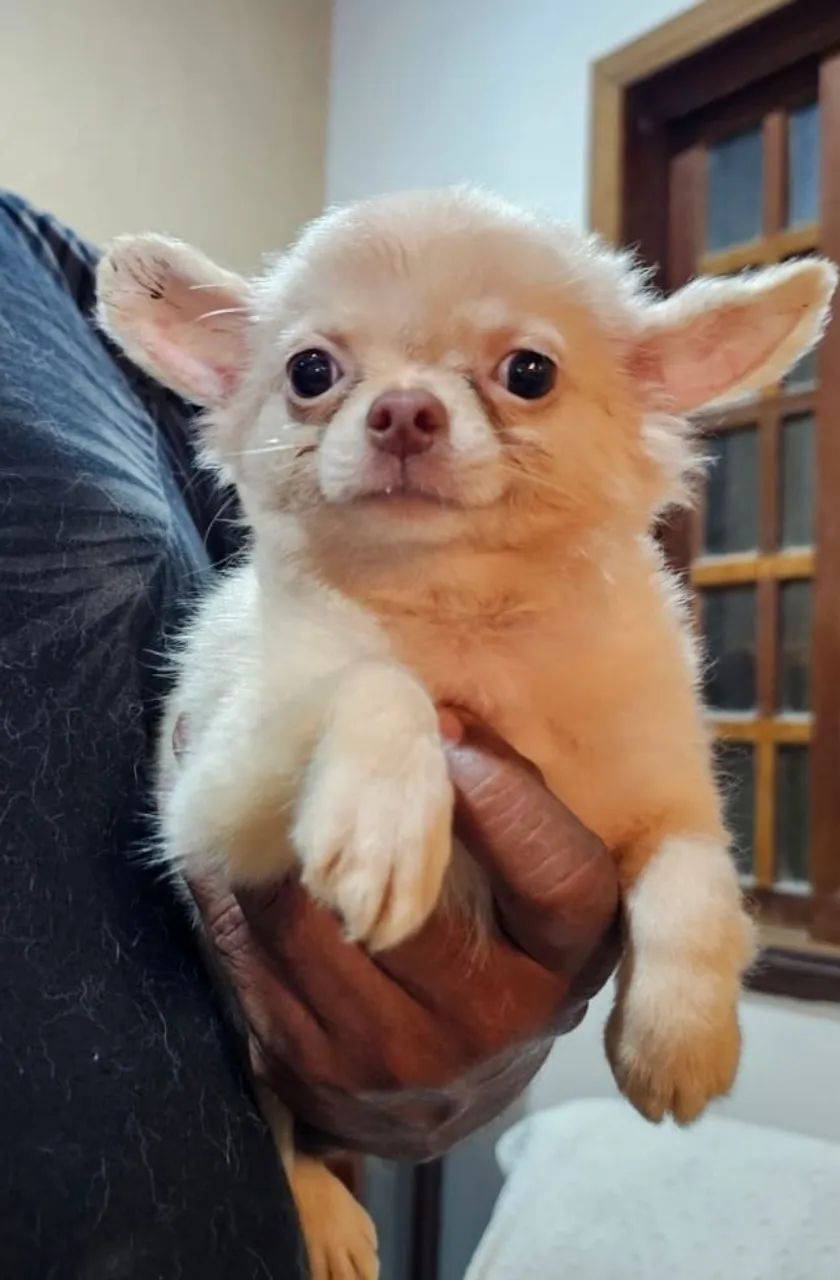 Macho chihuahau  - Foto 2
