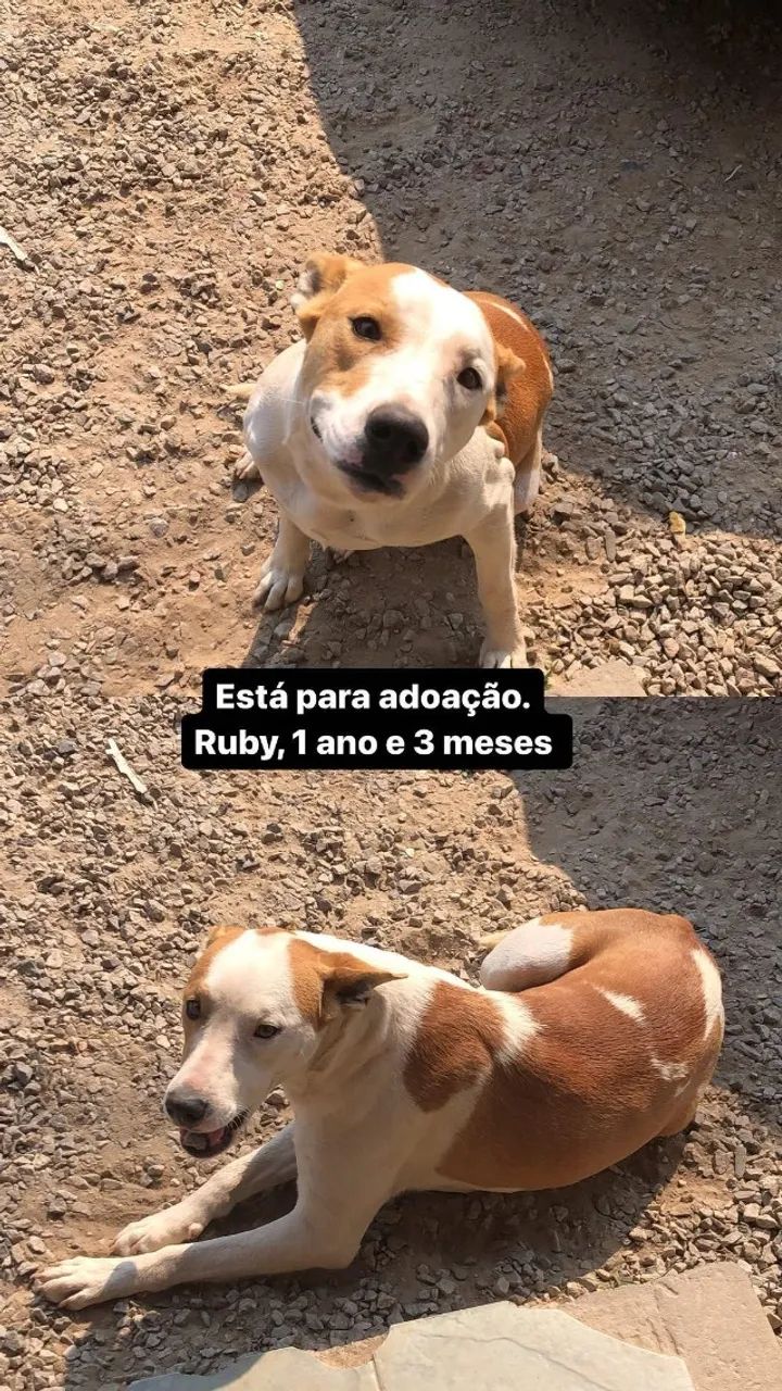Doação de cachorro 
