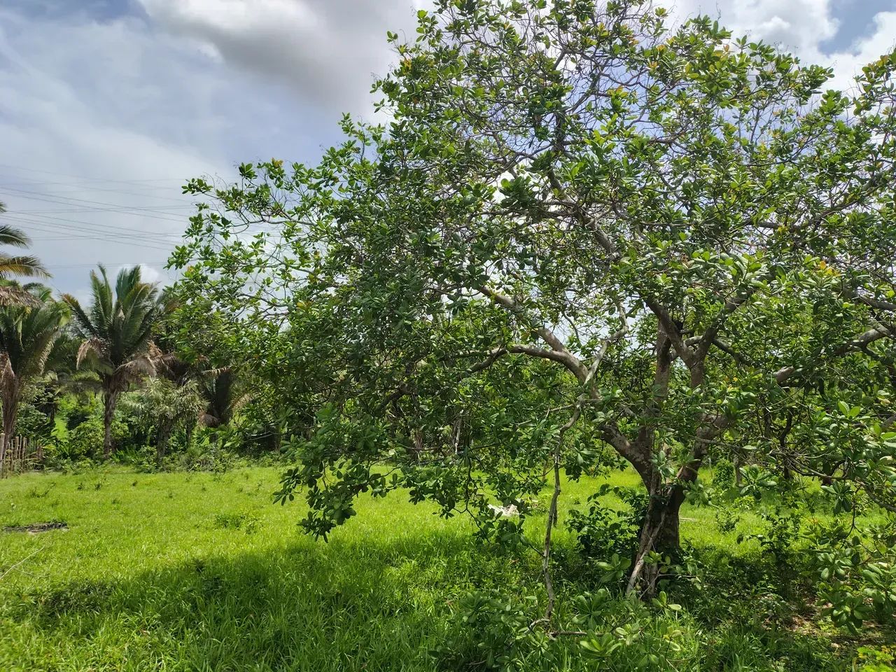Terreno/Lote em Itapera - Foto 4