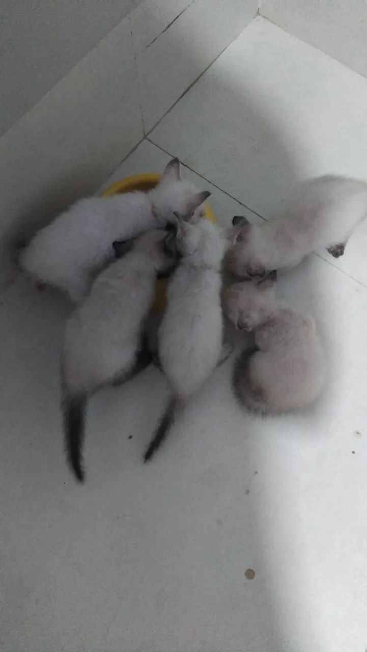 Doação de gatinhos - Foto 2