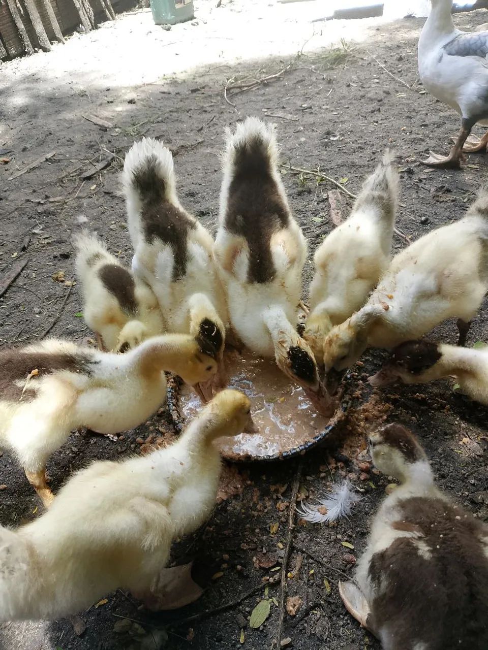 Patos filhotes 