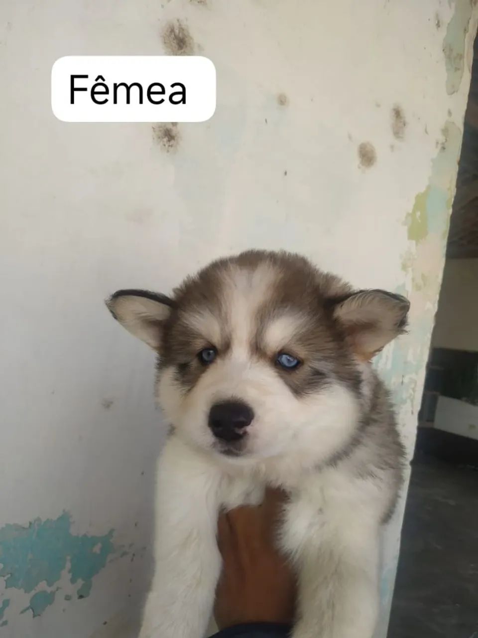 Husky siberiano  - Foto 3