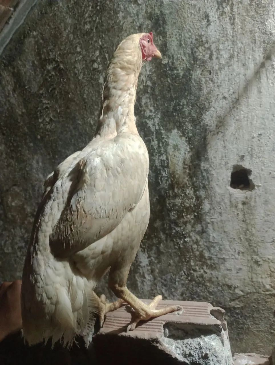 Galinha de raça pra vender