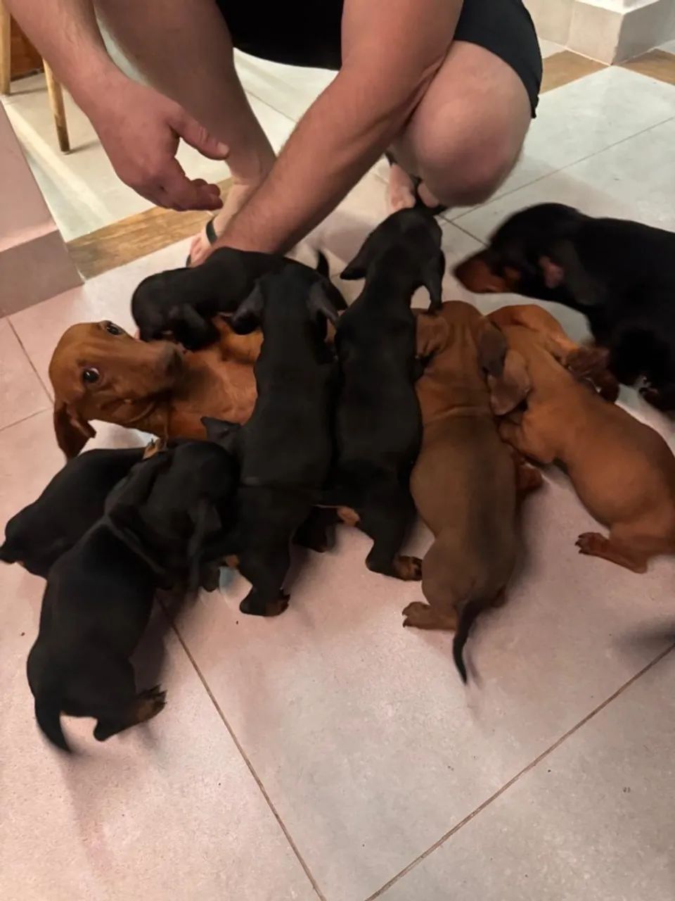 Filhotes de salsicha (dachsund) - Foto 2