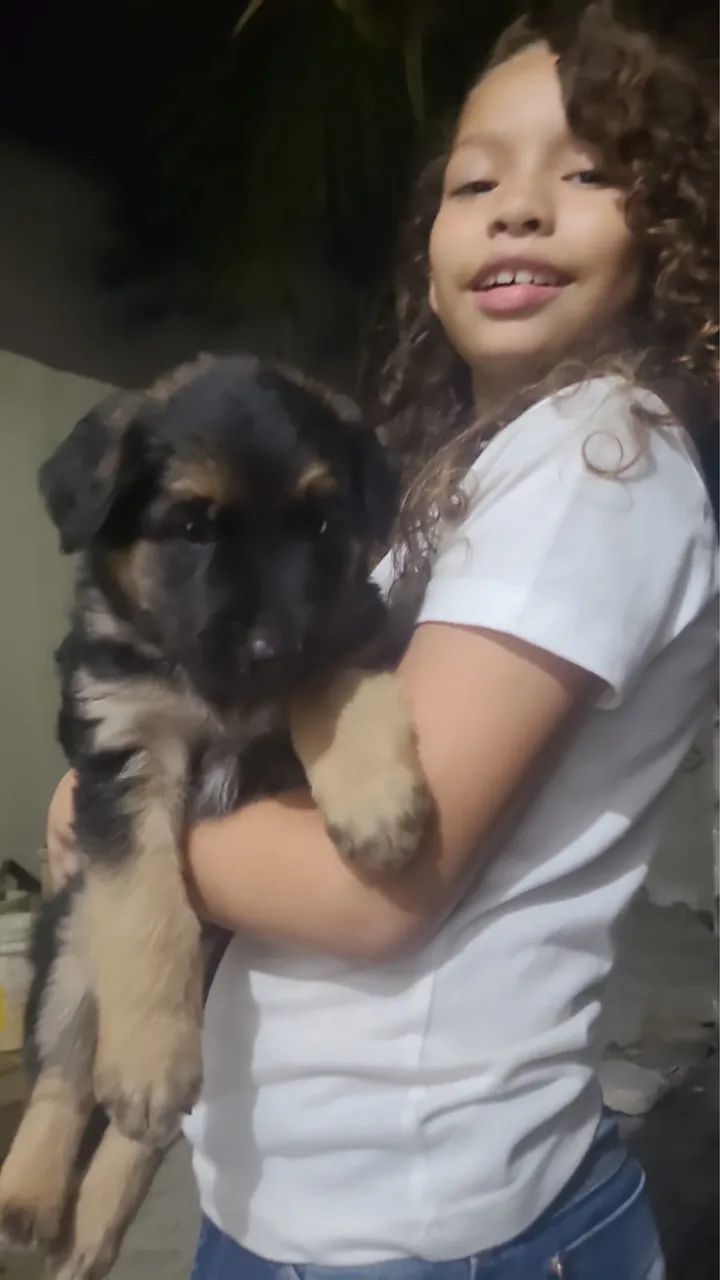 Pastor Alemão  - Foto 2
