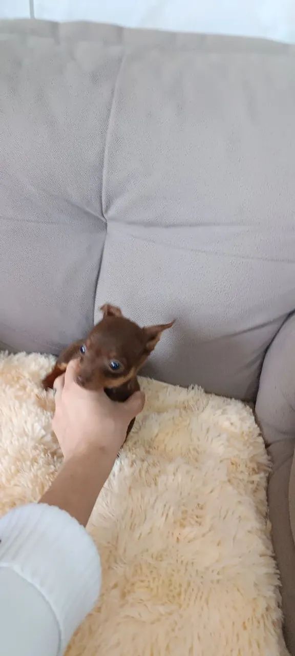 Vendo pinscher Zero, mini, super pequeno - Foto 4