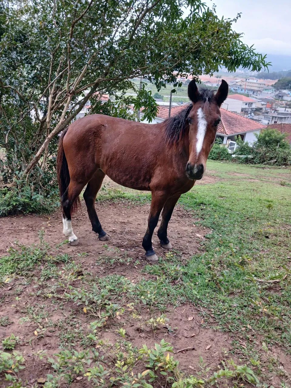 Cavalo mangalarga  - Foto 4