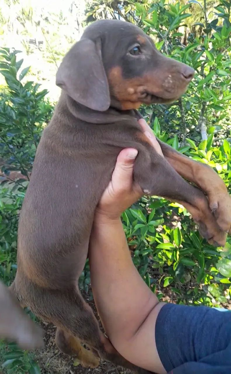 Dobermann. - Foto 4