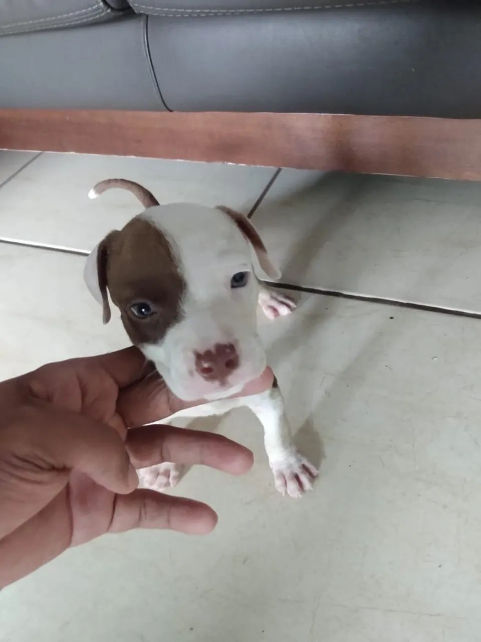 Vendendo filhote de Pit bull  - Foto 3