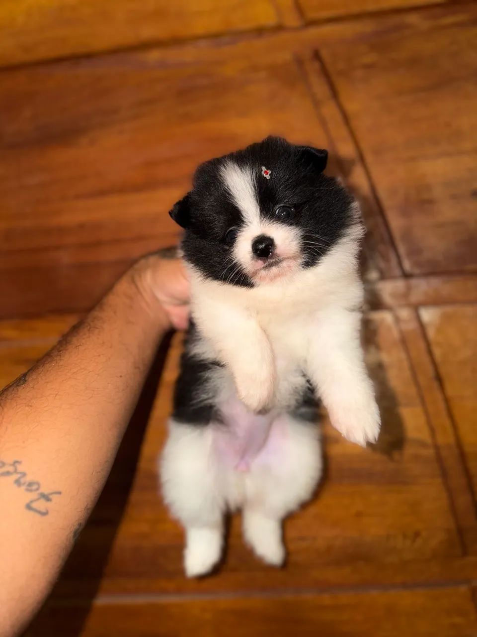 Spitz alemão anão  - Foto 2