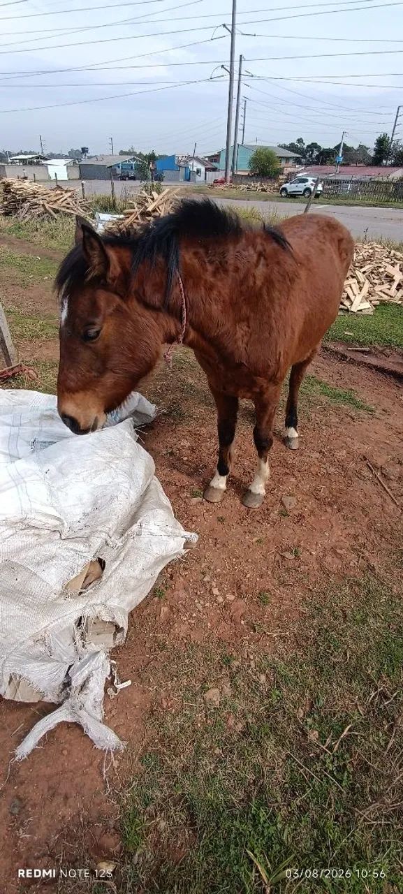 ? CAVALO À VENDA ? 2 ANOS | RAÇA NÃO DEFINIDA - Foto 6